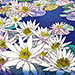 Chizuko Yoshida Gallery